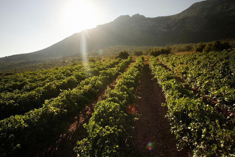 rows of vines at 'Domaine Skouras' vineyards in the background of blue sky and mountains